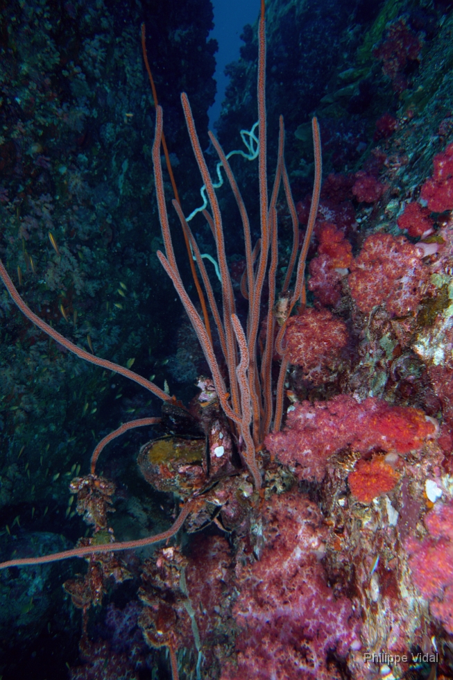 Birmanie - Mergui - 2018 - DSC02763 - Coral - Corail.jpg